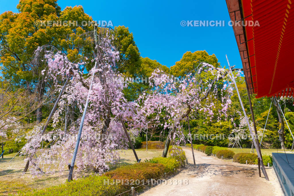 京都府　平安神宮　南神苑　枝垂桜