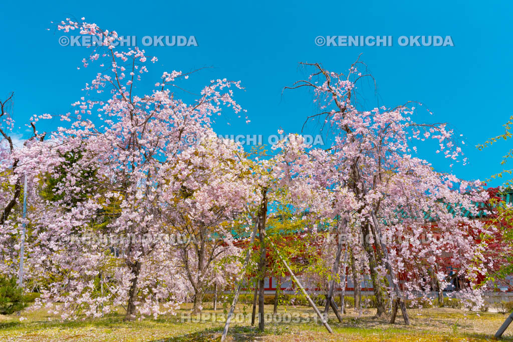 京都府　平安神宮　南神苑　枝垂桜