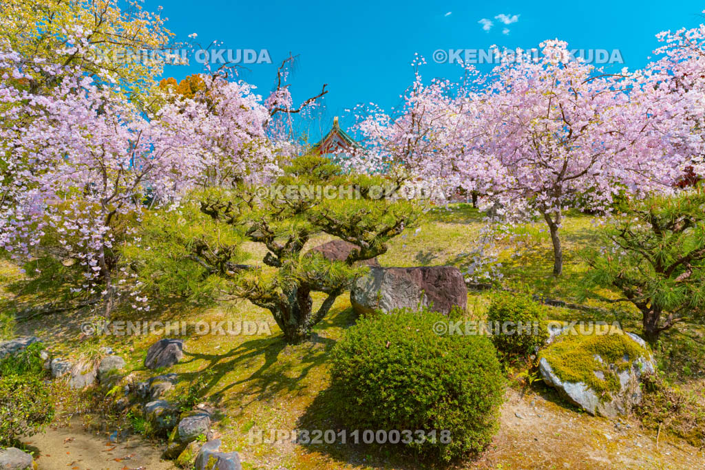 京都府　平安神宮　南神苑　枝垂桜