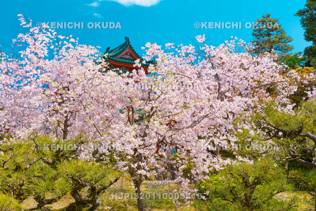 京都府　平安神宮　南神苑　枝垂桜