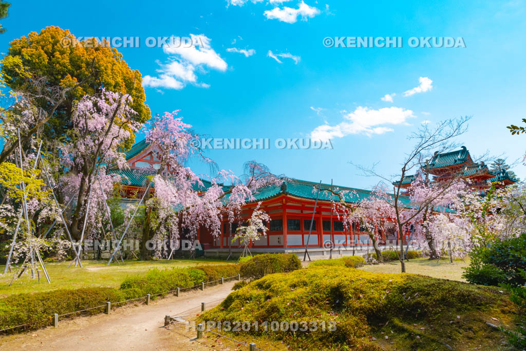 京都府　平安神宮　南神苑　枝垂桜