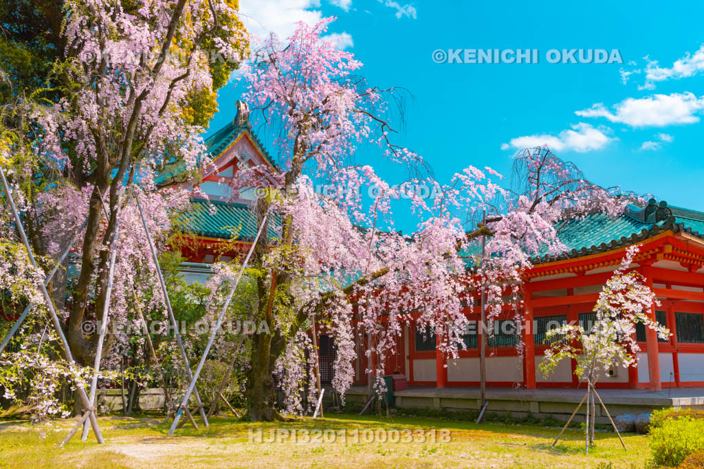 京都府　平安神宮　南神苑　枝垂桜
