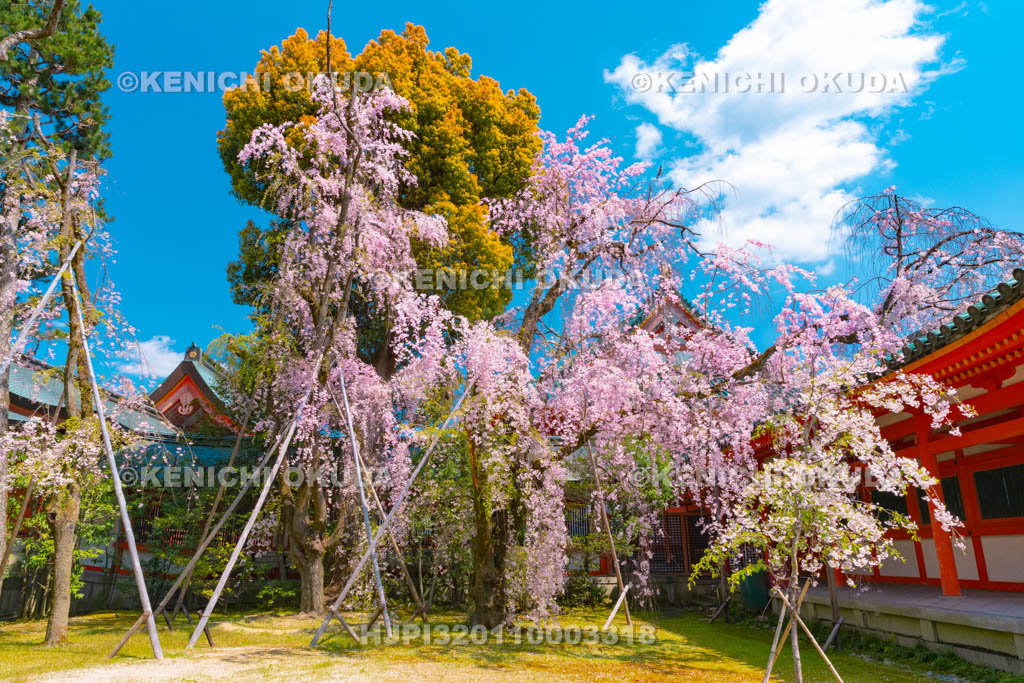 京都府　平安神宮　南神苑　枝垂桜