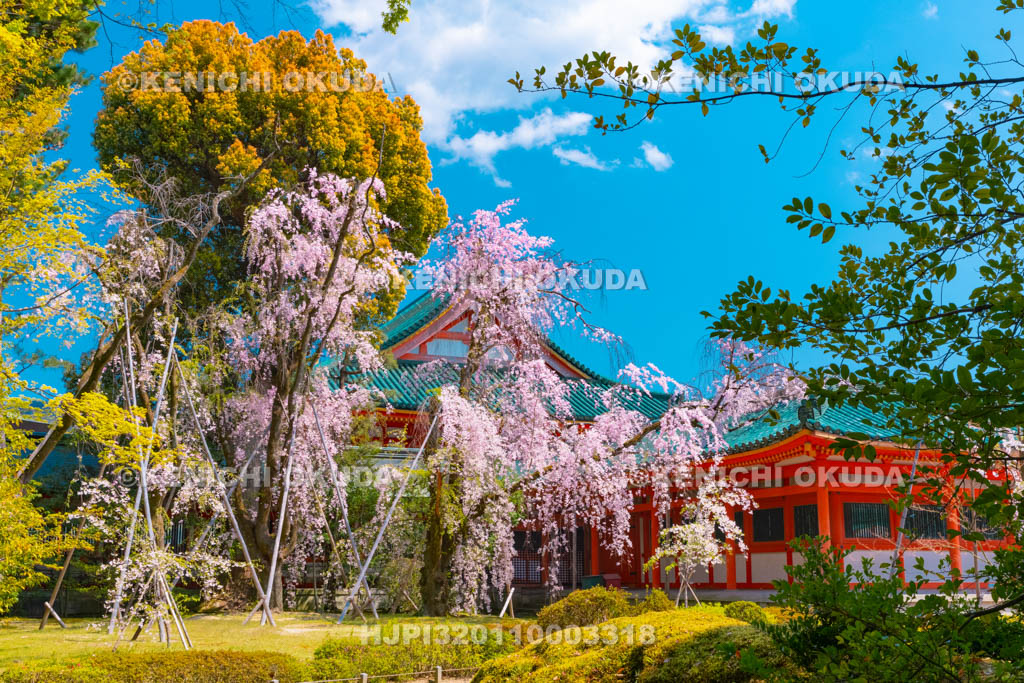 京都府　平安神宮　南神苑　枝垂桜