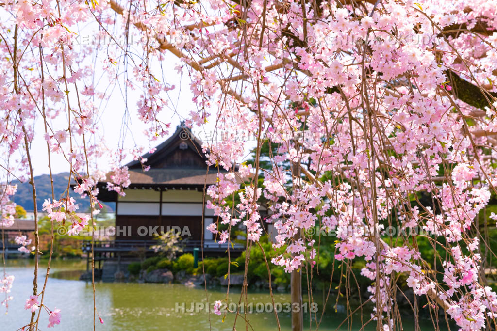 京都府　平安神宮　東神苑　枝垂桜