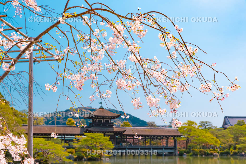 京都府　平安神宮　東神苑　枝垂桜と橋殿