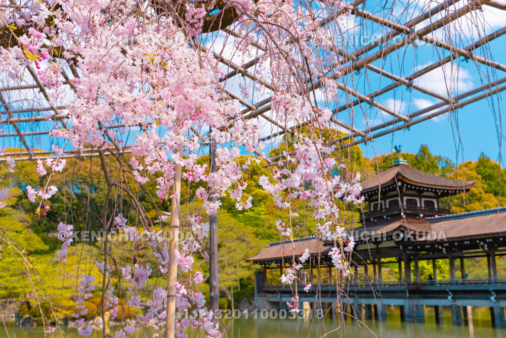 京都府　平安神宮　東神苑　枝垂桜と橋殿