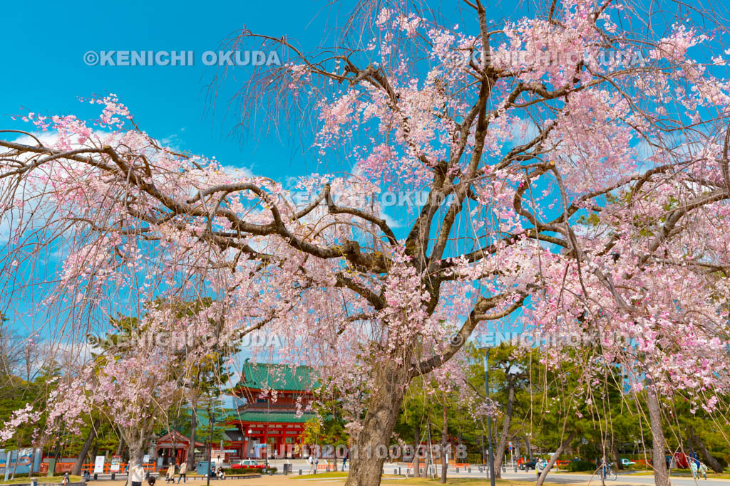 京都府　岡崎公園　枝垂桜