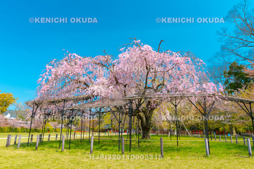 京都府　上賀茂神社　斎王桜