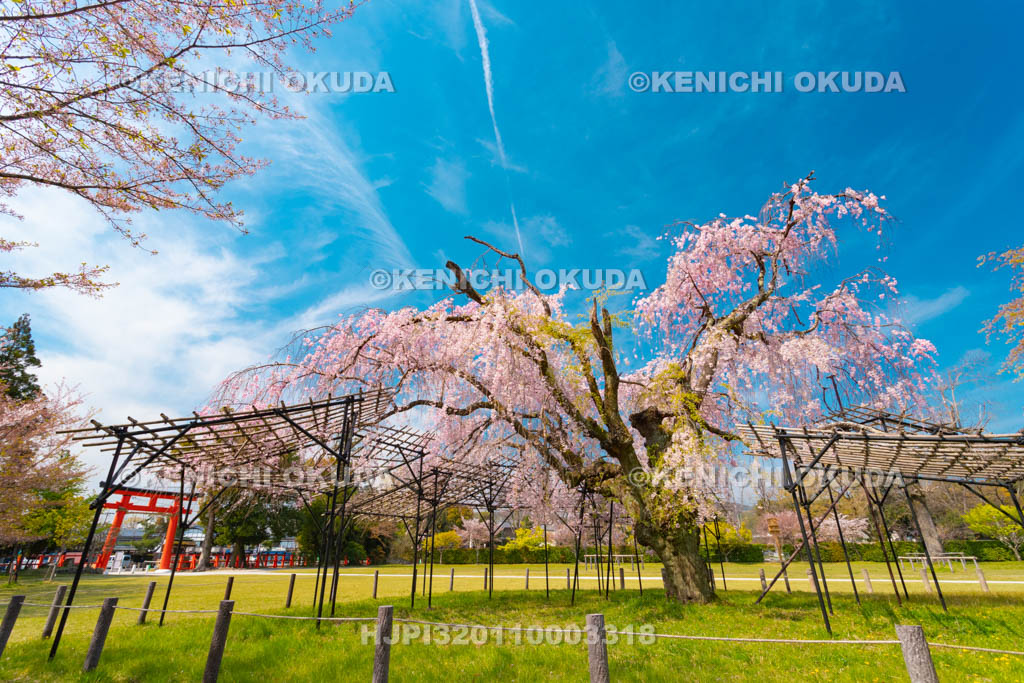 京都府　上賀茂神社　斎王桜