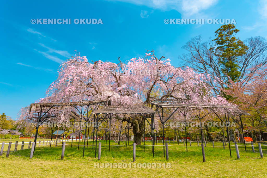 京都府　上賀茂神社　斎王桜