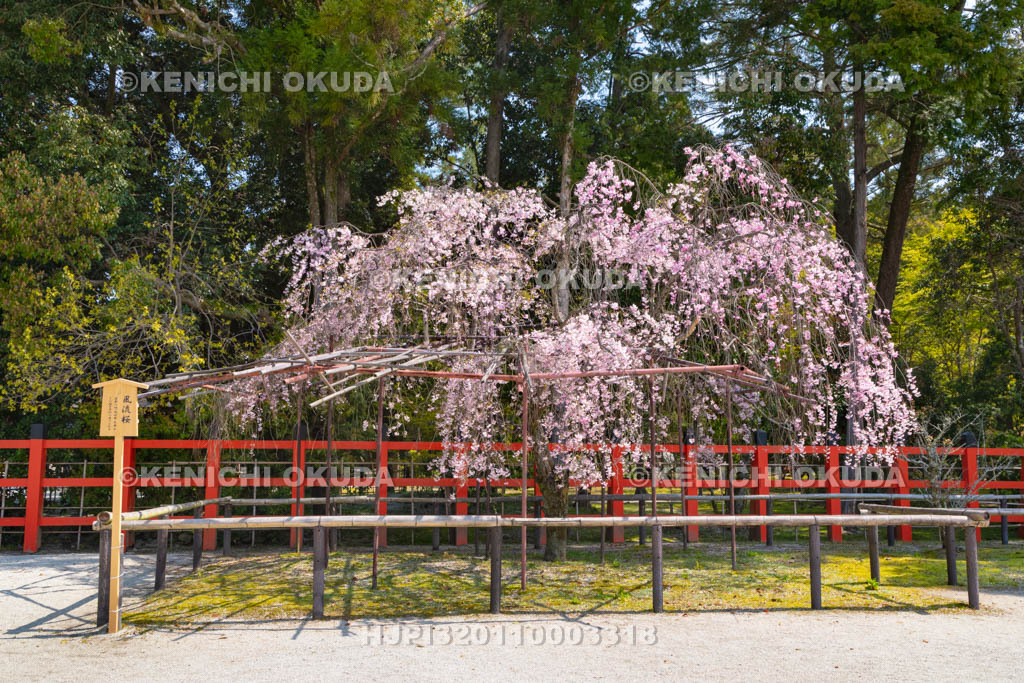 京都府　上賀茂神社　風流桜