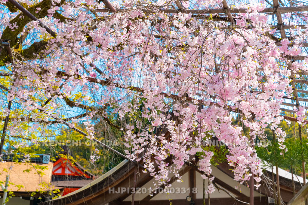 京都府　上賀茂神社　みあれ桜