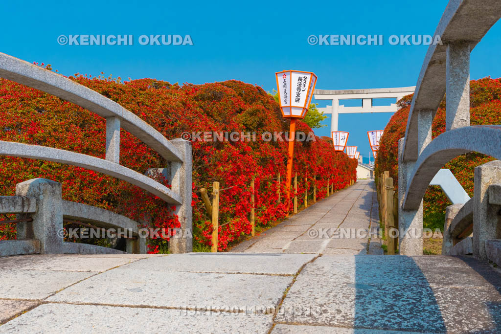 京都府　長岡天満宮　参道のキリシマツツジ