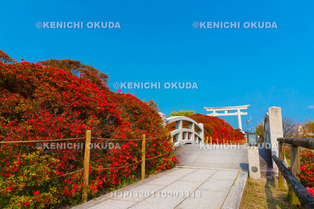 京都府　長岡天満宮　参道のキリシマツツジ
