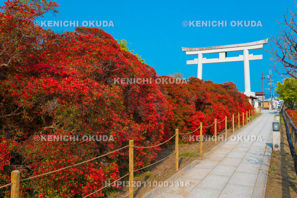 京都府　長岡天満宮　参道のキリシマツツジ
