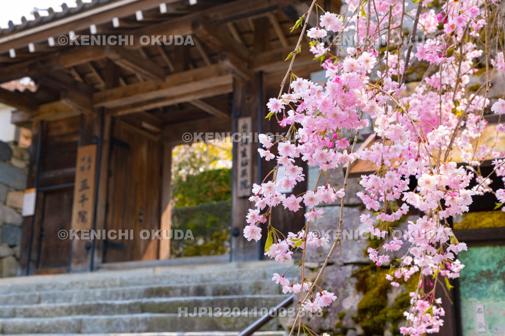 京都府　三千院　枝垂れ桜と御殿門