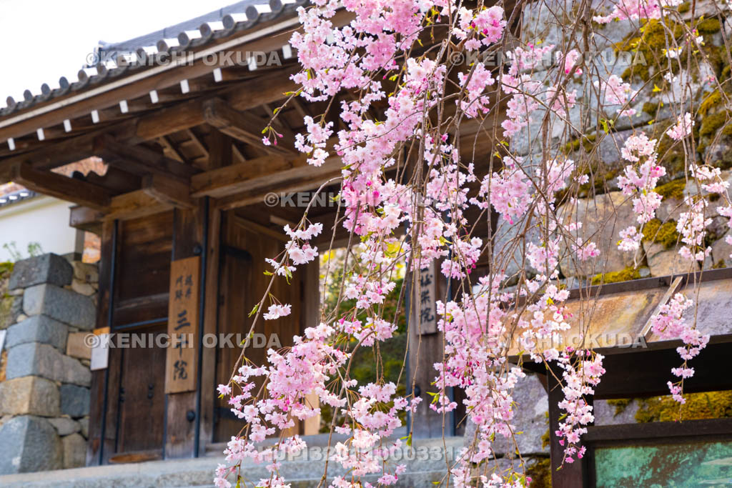 京都府　三千院　枝垂れ桜と御殿門