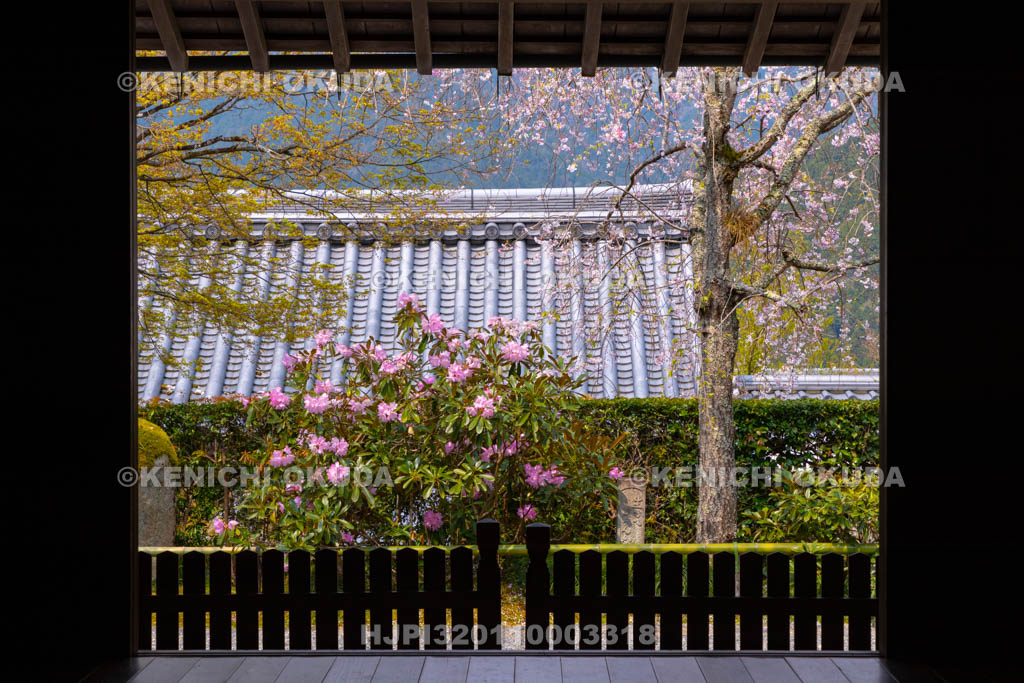 京都府　三千院　シャクナゲ