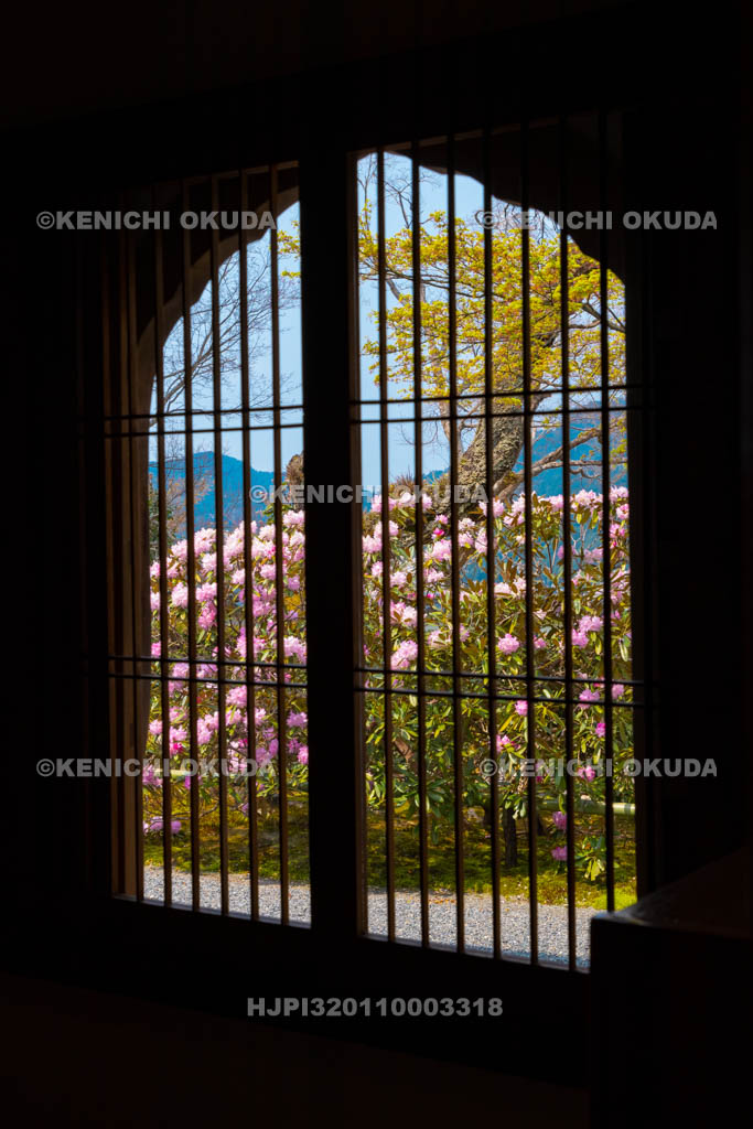 京都府　三千院　シャクナゲと火灯窓