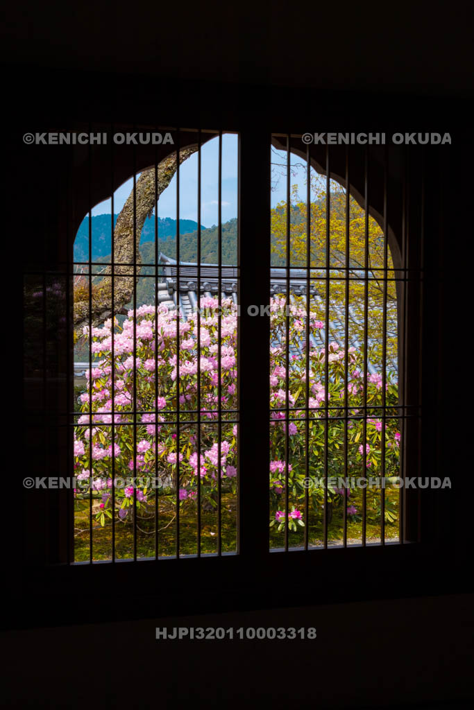 京都府　三千院　シャクナゲと火灯窓