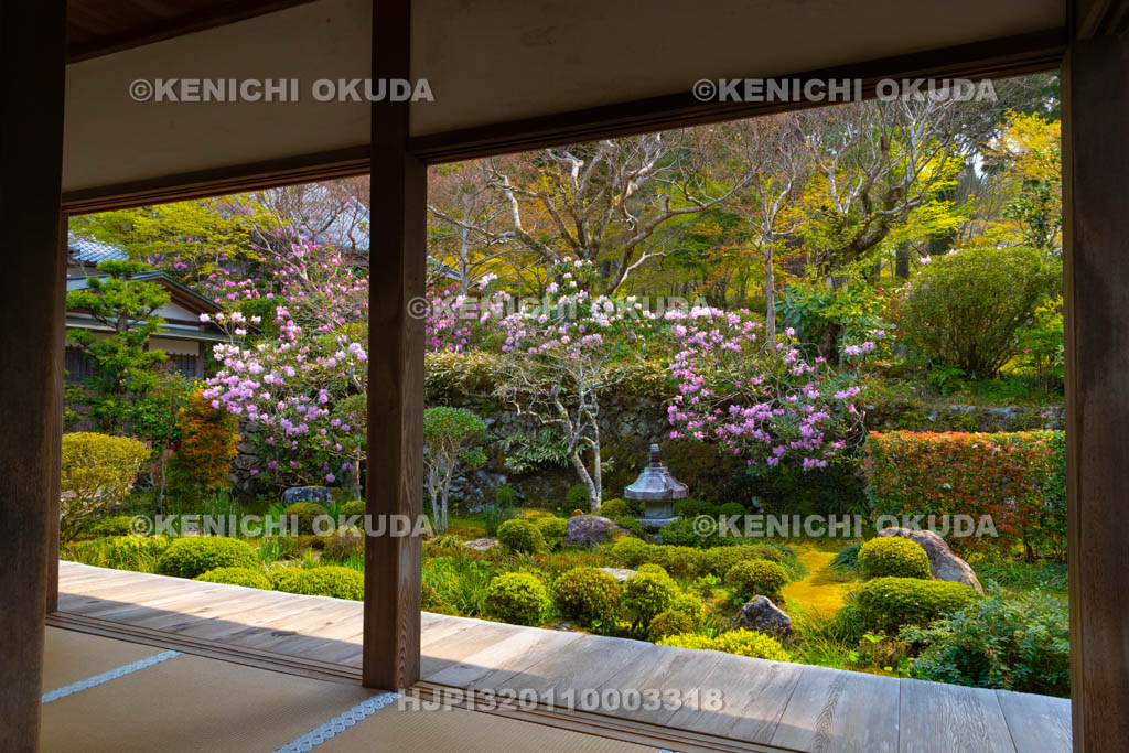 京都府　三千院　シャクナゲ咲く聚碧園