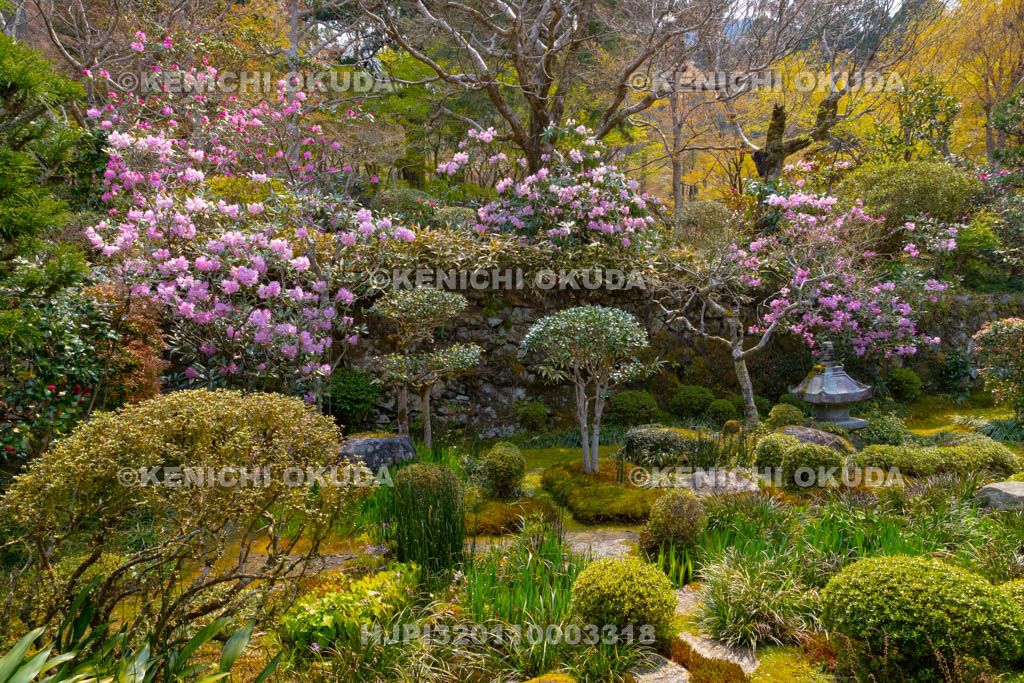 京都府　三千院　シャクナゲ咲く聚碧園