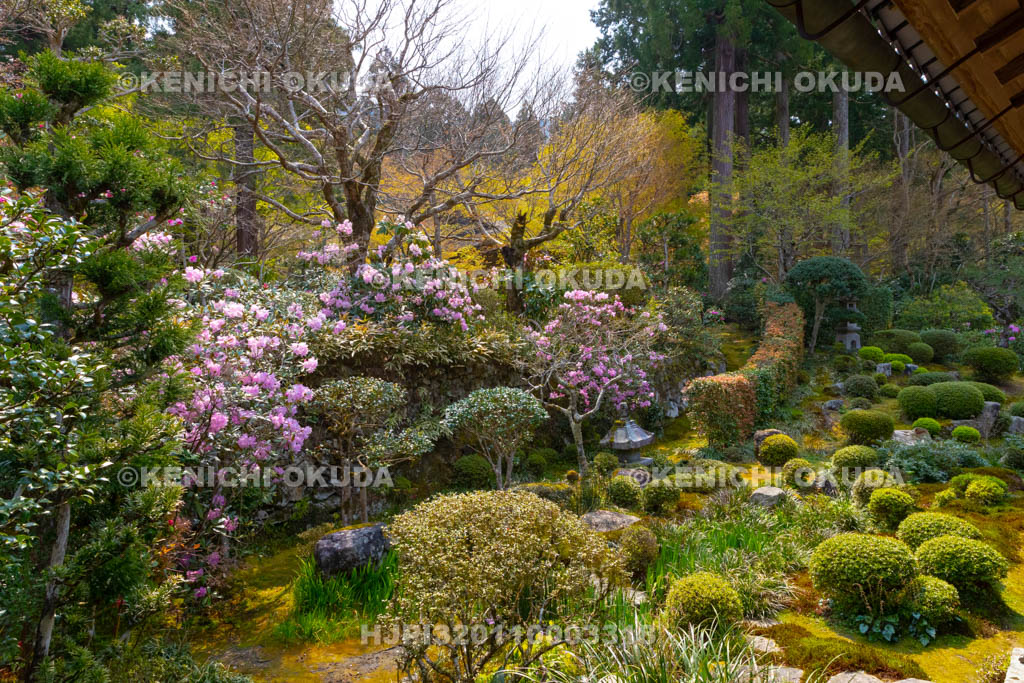 京都府　三千院　シャクナゲ咲く聚碧園