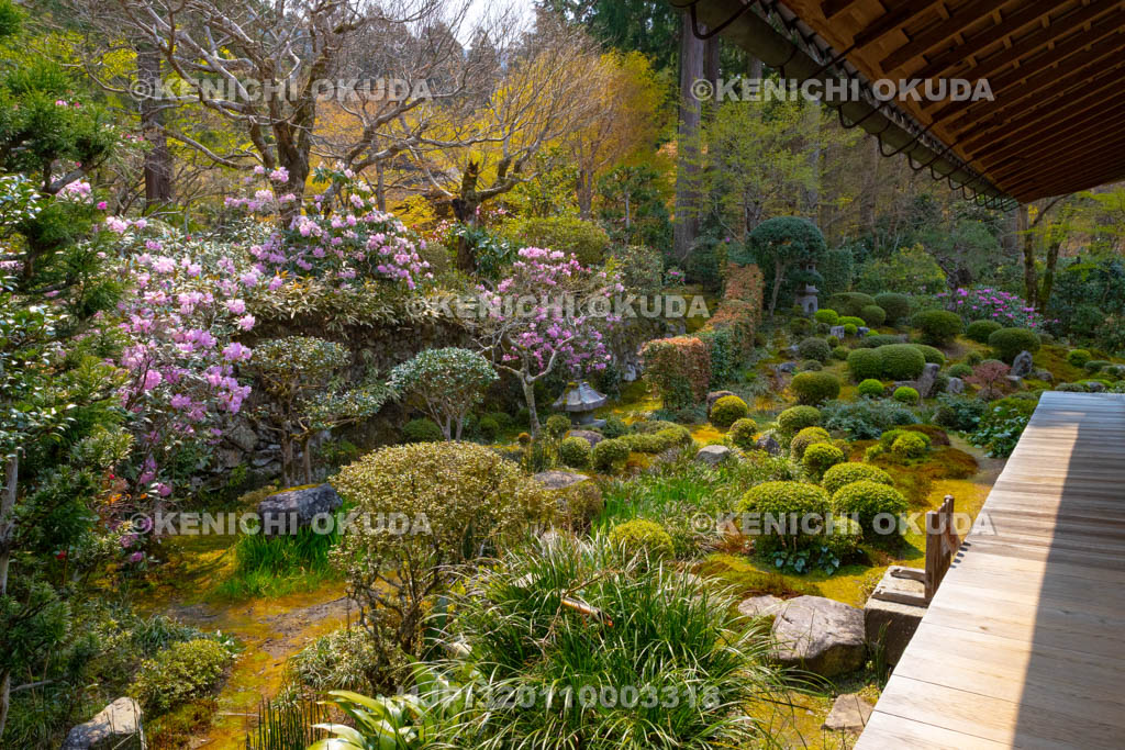 京都府　三千院　シャクナゲ咲く聚碧園