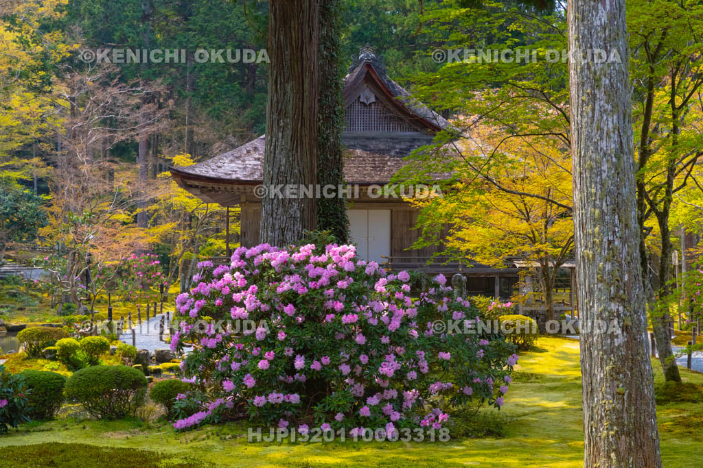 京都府　三千院　シャクナゲと往生極楽院