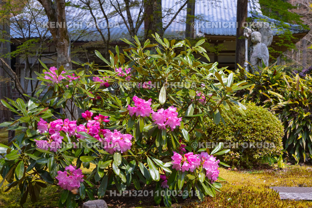 京都府　三千院　シャクナゲと地蔵菩薩