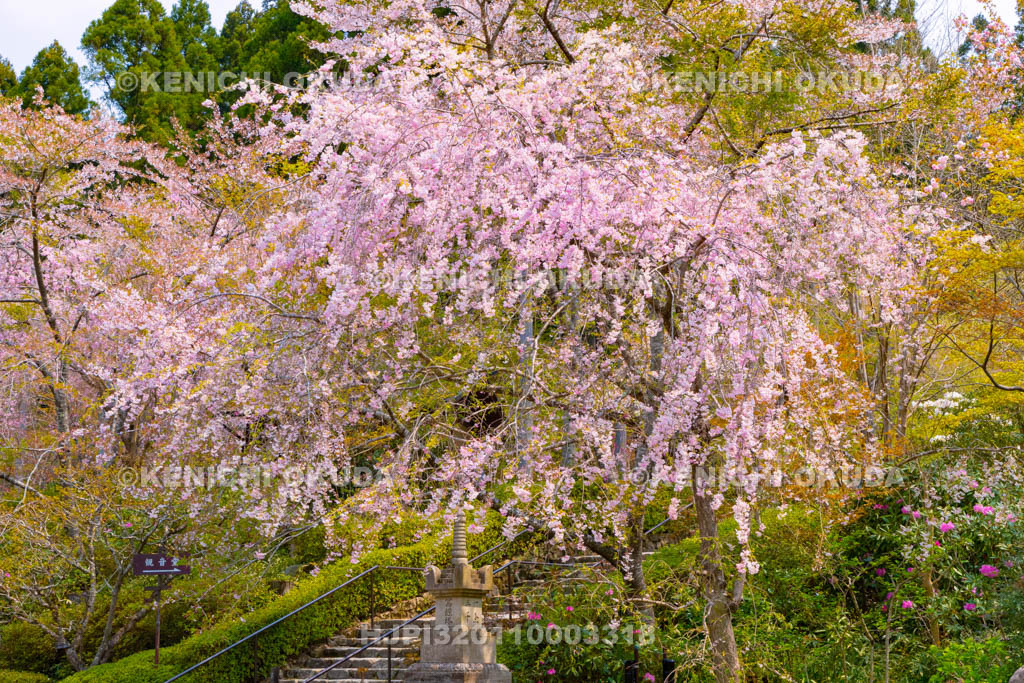 京都府　三千院　金色不動堂付近の枝垂れ桜
