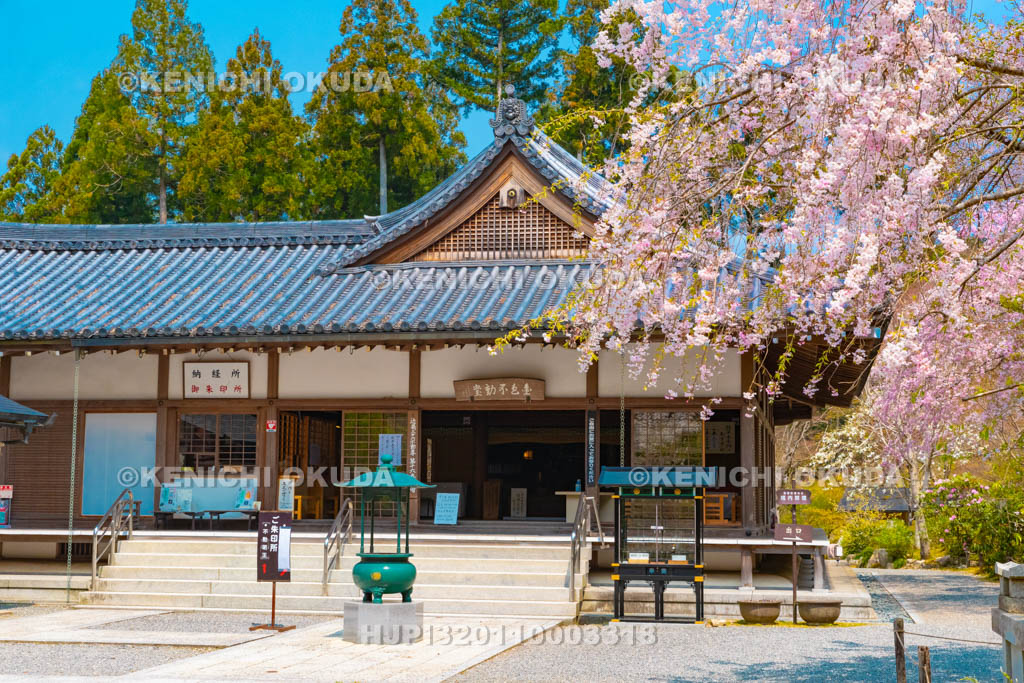 京都府　三千院　枝垂れ桜と金色不動堂