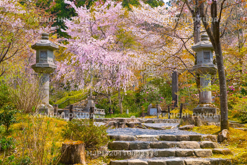 京都府　三千院　金色不動堂付近　枝垂れ桜
