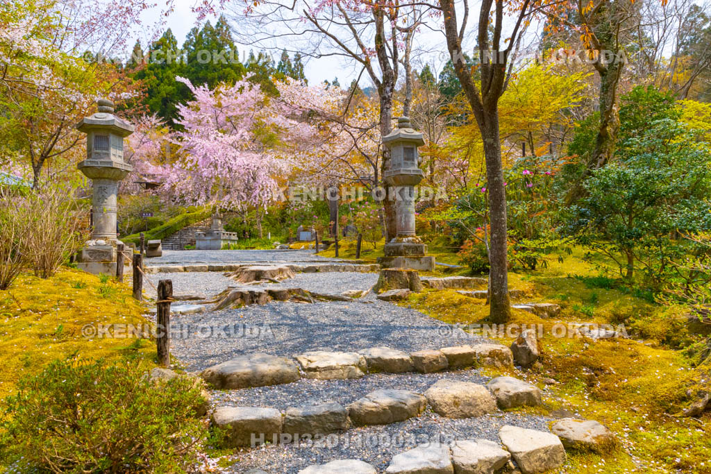 京都府　三千院　金色不動堂付近　枝垂れ桜