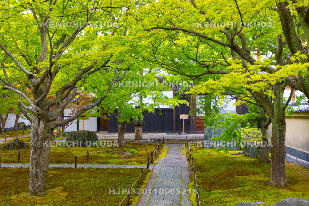 京都府 大徳寺 黄梅院の参道