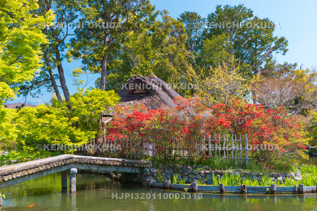 京都府　梅宮大社　キリシマツツジ咲く神苑