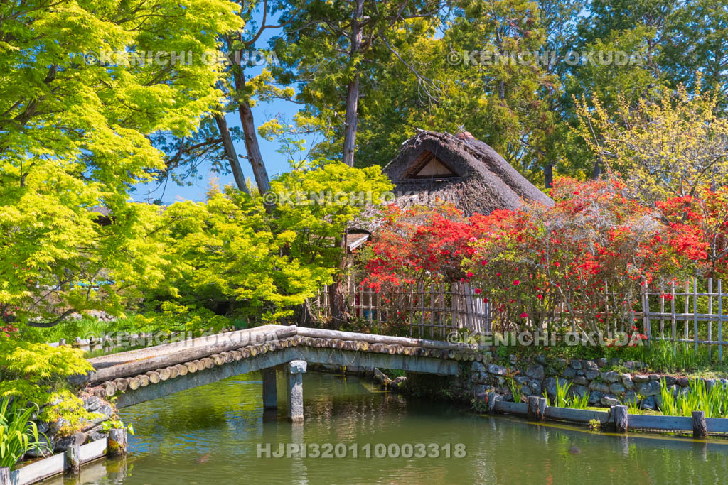 京都府　梅宮大社　キリシマツツジ咲く神苑
