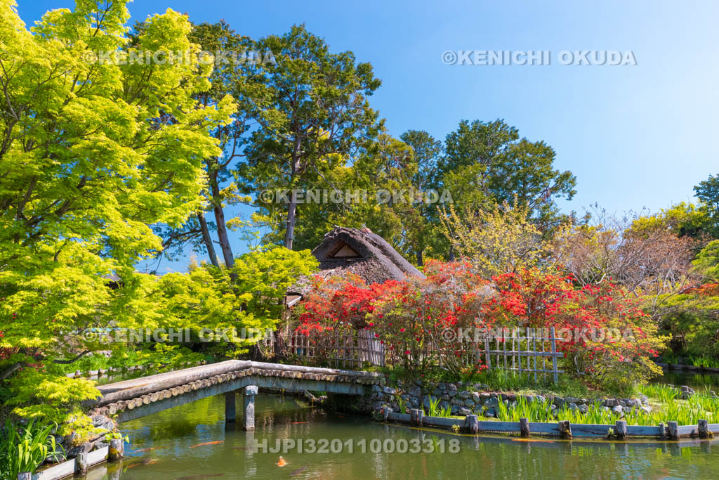 京都府　梅宮大社　キリシマツツジ咲く神苑