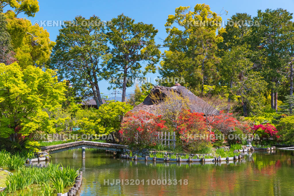 京都府　梅宮大社　キリシマツツジ咲く神苑