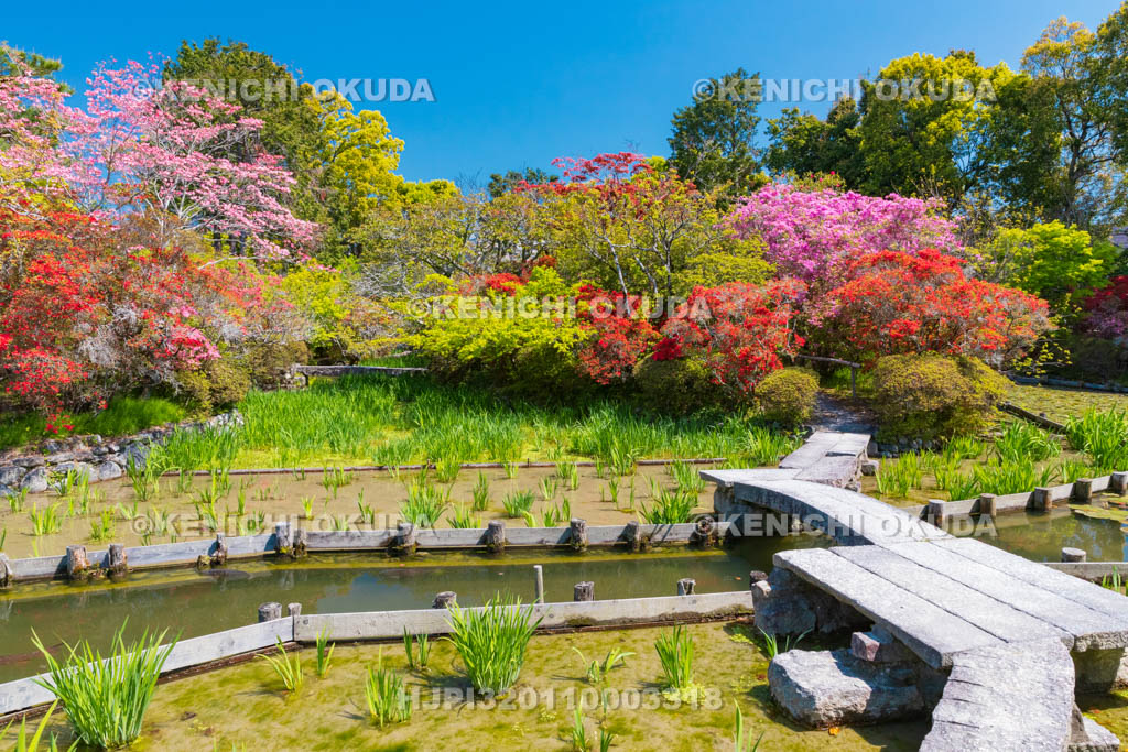 京都府　梅宮大社　キリシマツツジ咲く神苑