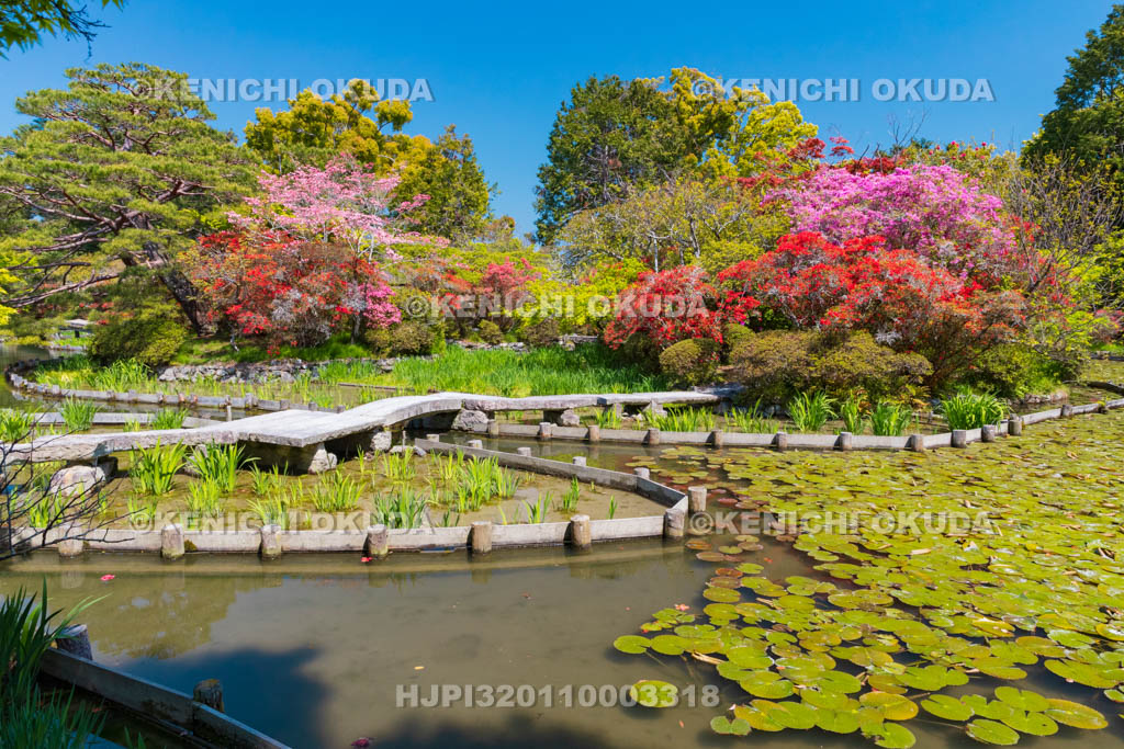 京都府　梅宮大社　キリシマツツジ咲く神苑