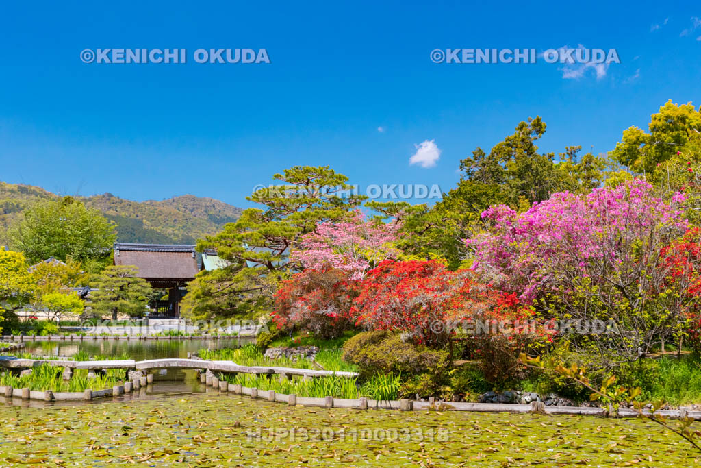 京都府　梅宮大社　キリシマツツジ咲く神苑