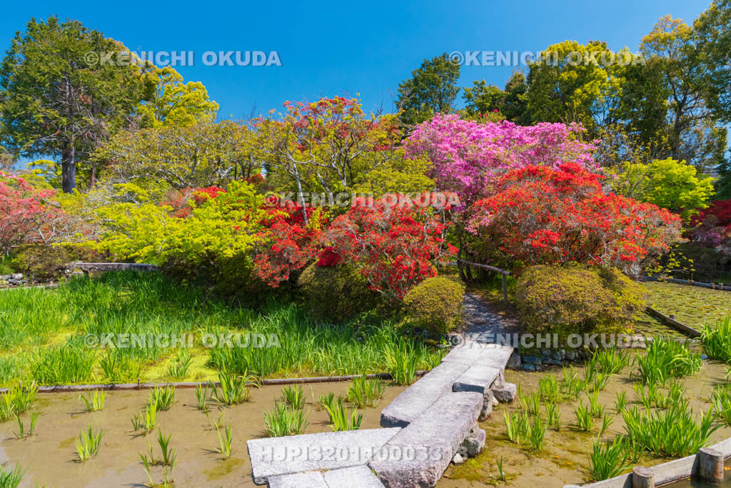 京都府　梅宮大社　キリシマツツジ咲く神苑