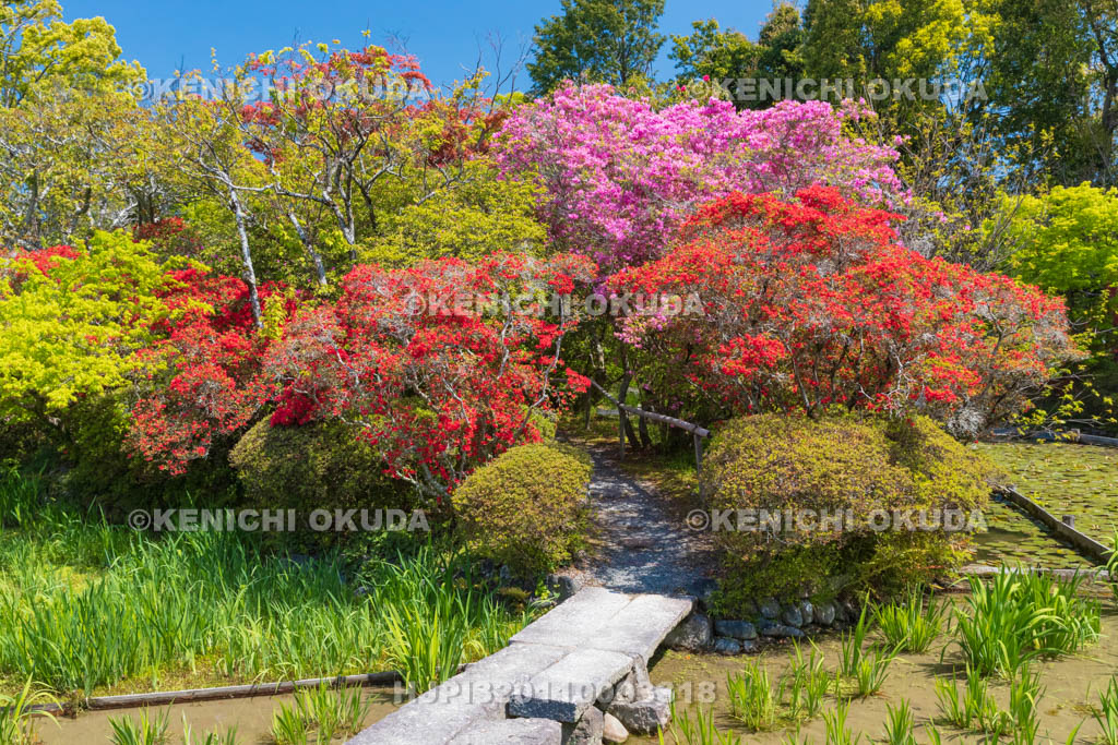 京都府　梅宮大社　キリシマツツジ咲く神苑