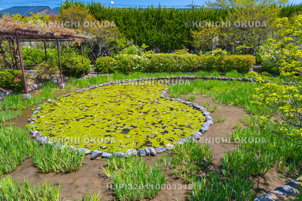 京都府　梅宮大社　神苑の勾玉池