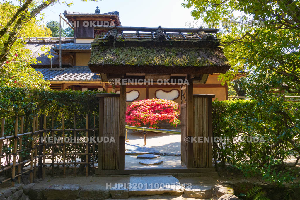 京都府　キリシマツツジ咲く詩仙堂