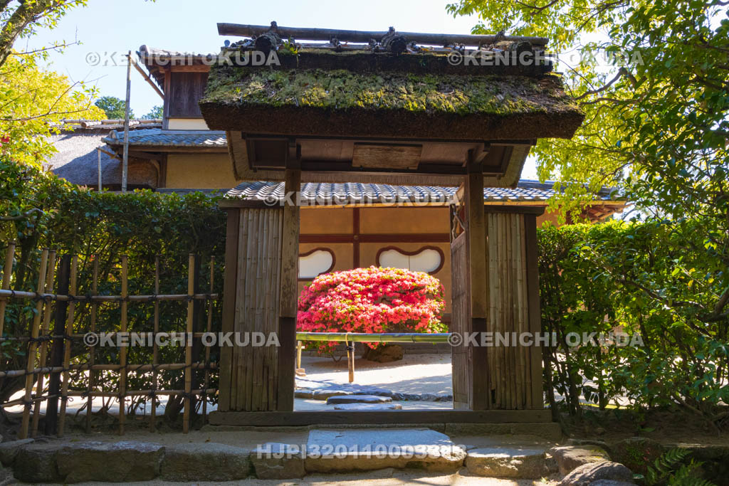 京都府　キリシマツツジ咲く詩仙堂