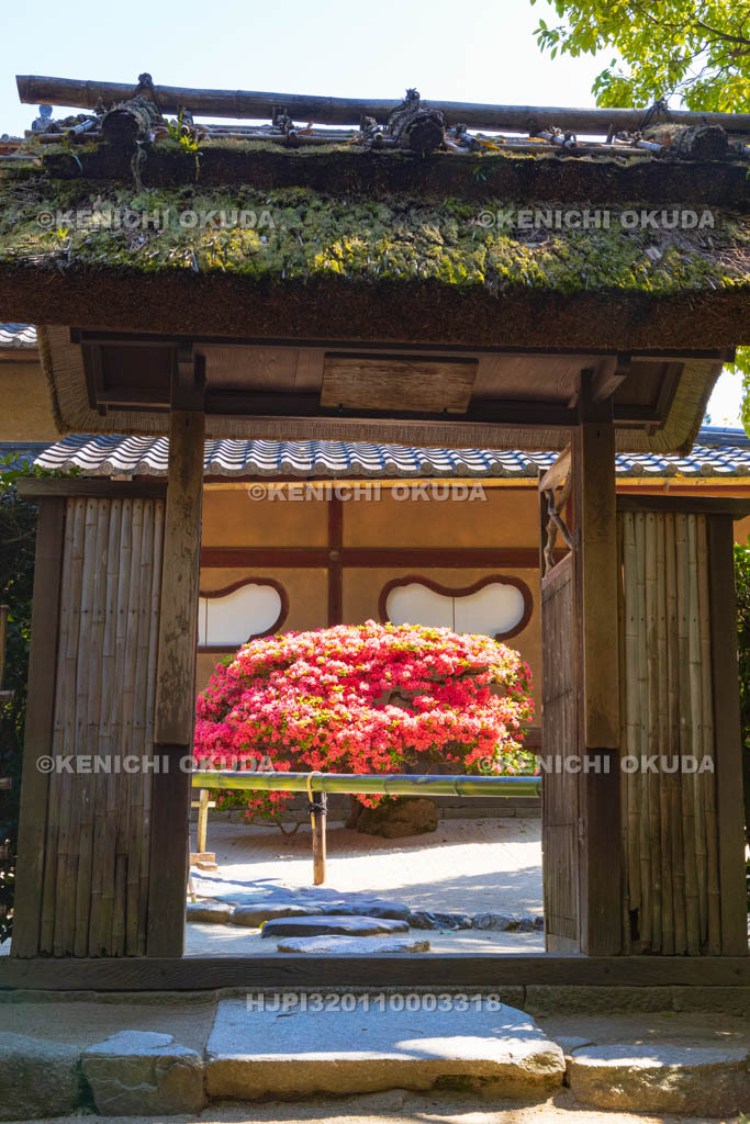 京都府　キリシマツツジ咲く詩仙堂