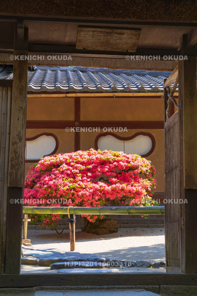 京都府　キリシマツツジ咲く詩仙堂